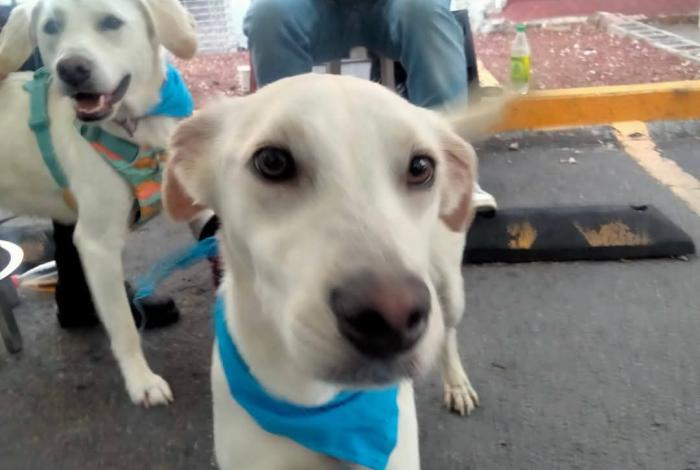 🐕‍🦺🐕40 corazones peludos esperan familias en Morelia🐕🐕‍🦺