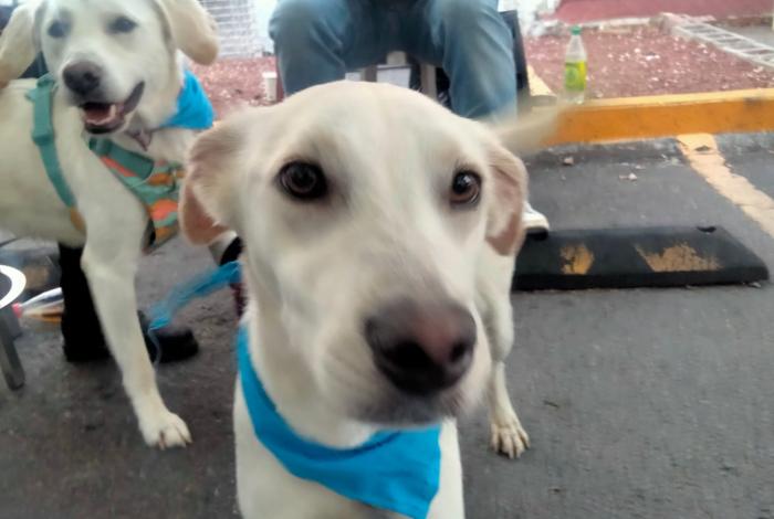 🐕‍🦺🐕40 lomitos buscan hogar, amor… y una segunda oportunidad🐕🐕‍🦺