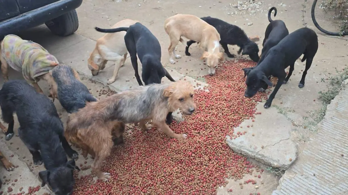 65 canes son rescatados de un rastro clandestino en Oaxaca