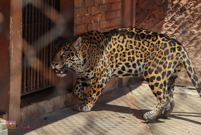 A correr por el jaguar: Zoológico de Morelia será sede de esta carrera con causa