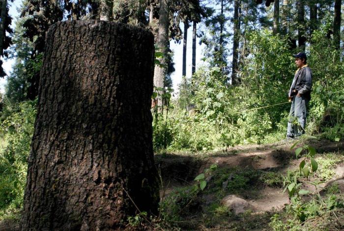A la baja, deforestación en municipios aguacateros