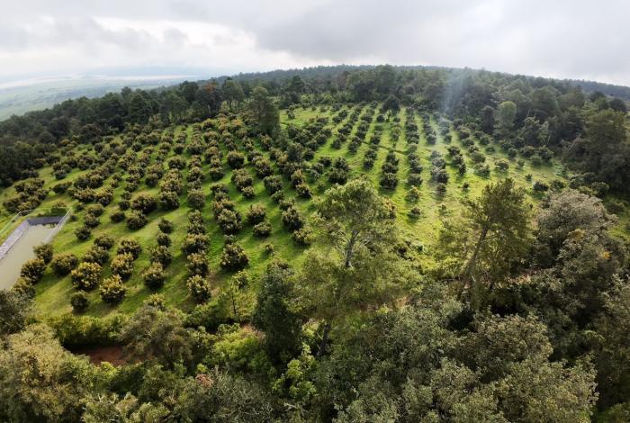 A la baja, sustitución de bosques por huertas aguacateras