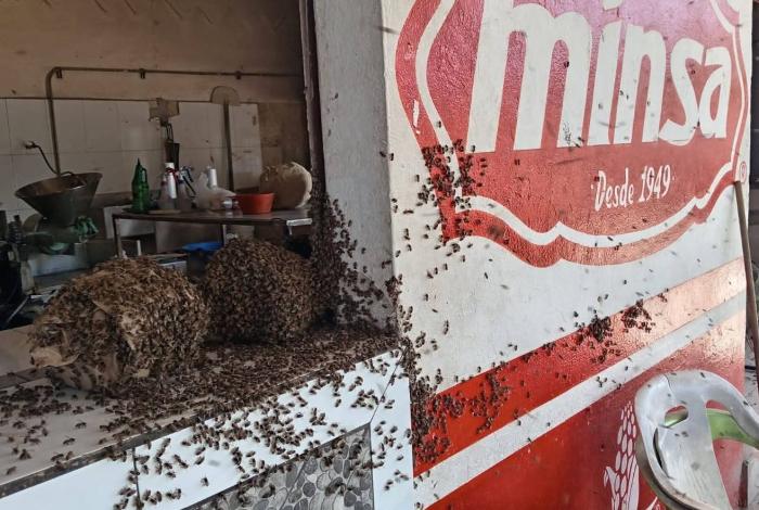Abejas cambian la miel por carne y tortillas en Coahuayana