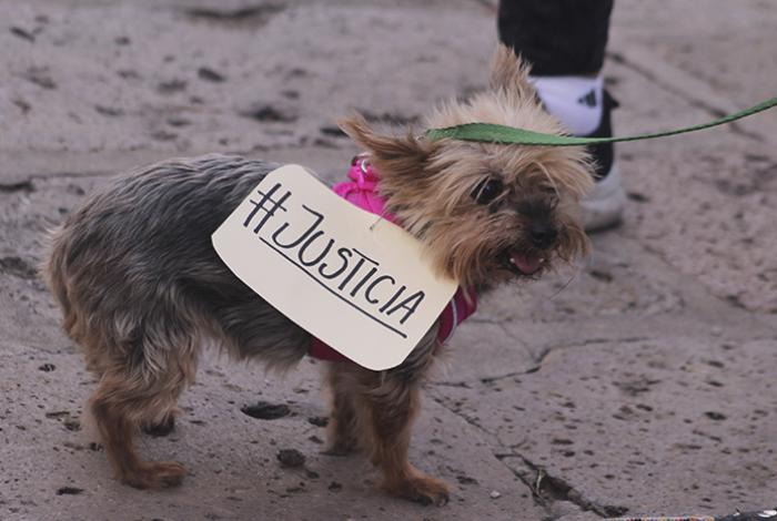 Activistas michoacanos exigen castigo ejemplar contra guardia del Icatmi por agresión a perrito