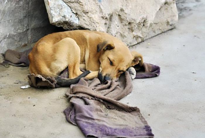 Admiten sacrificio de 10 mil perros callejeros en Tecámac, Estado de México