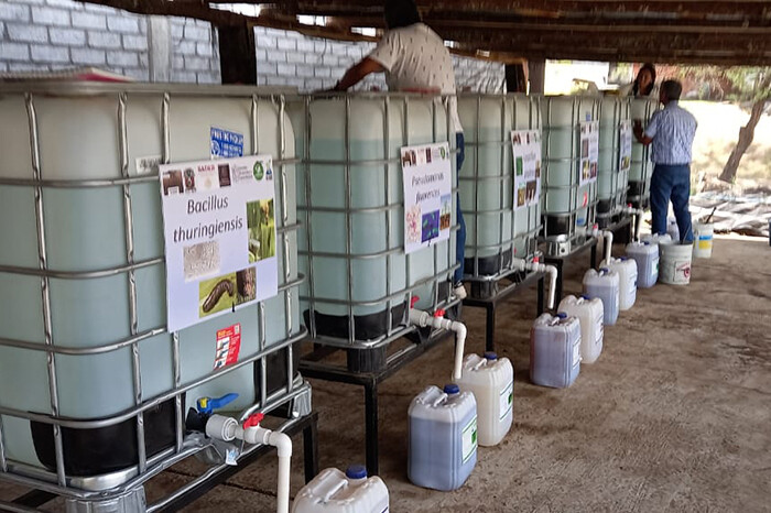 Agricultores de Salvador Escalante echan a andar biofábrica para elaborar fertilizante