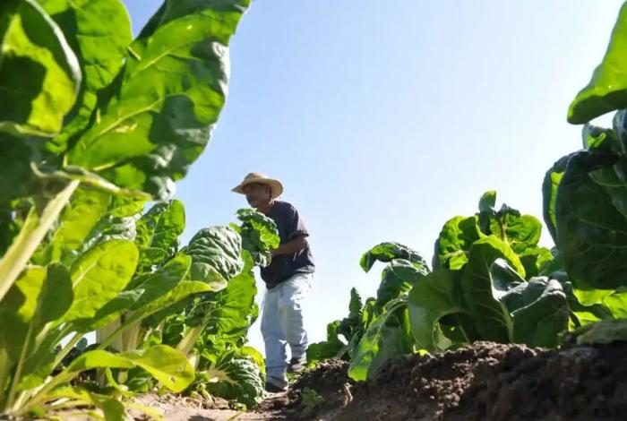 Agricultores michoacanos, primeros beneficiados con Plan de Vivienda de Sheinbaum