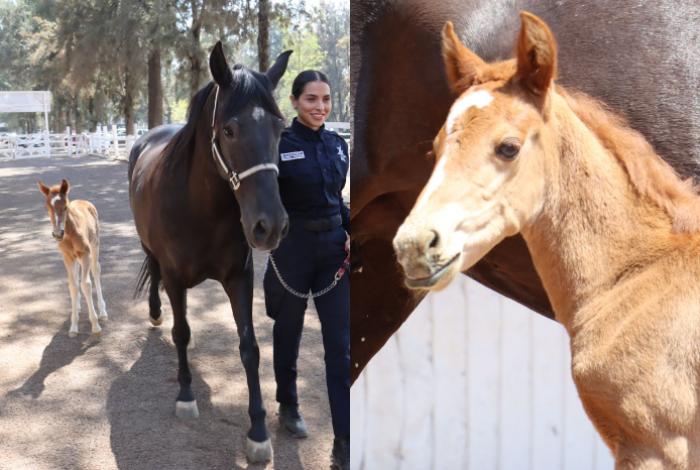 Agrupamiento de Equinos de la Guardia Civil tiene nueva integrante: la potranca Atenea