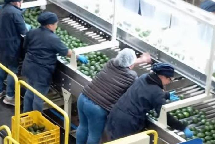 Aguacate volverá a cruzar la frontera; EU reanuda actividades
