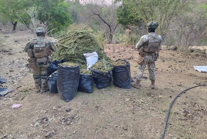 Aguililla: Decomisan 100 kilogramos de mariguana