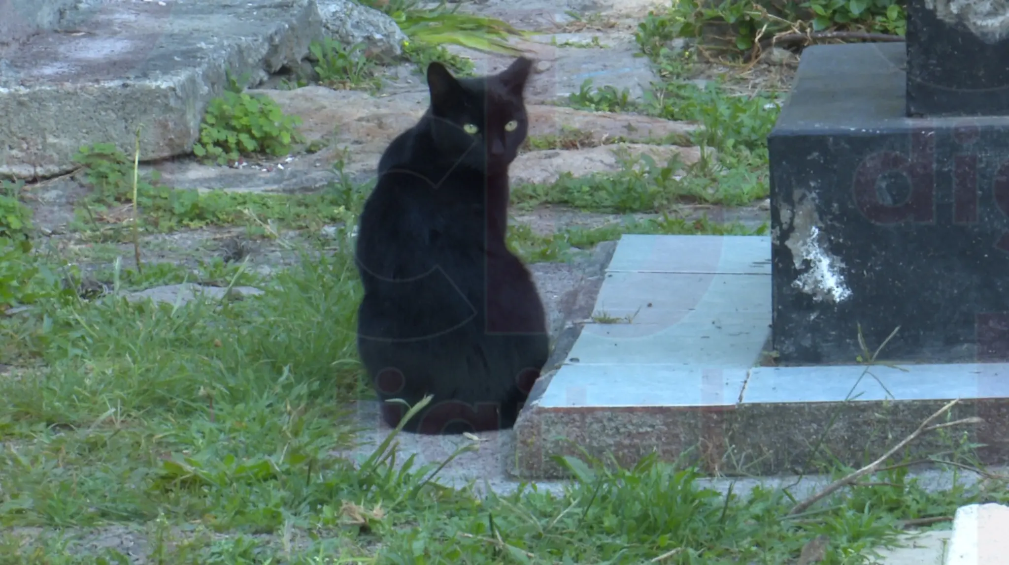 Al menos 50 gatitos habitan en el Panteón Municipal