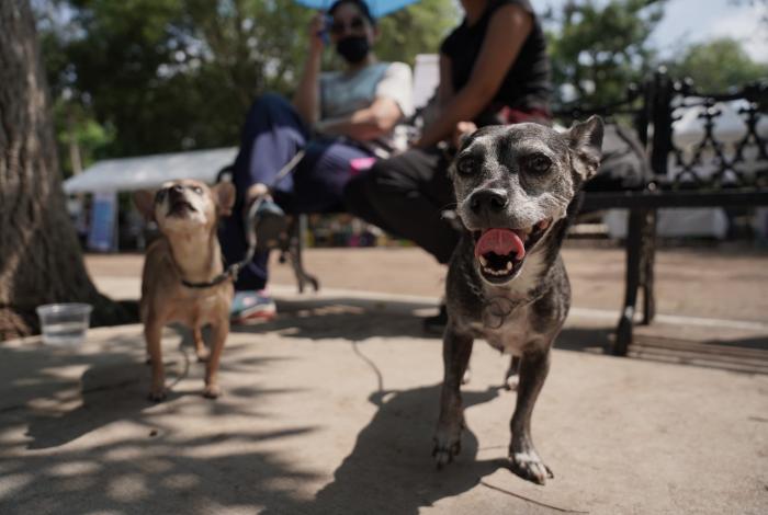 Al nuevo fiscal le debe interesar el bienestar animal