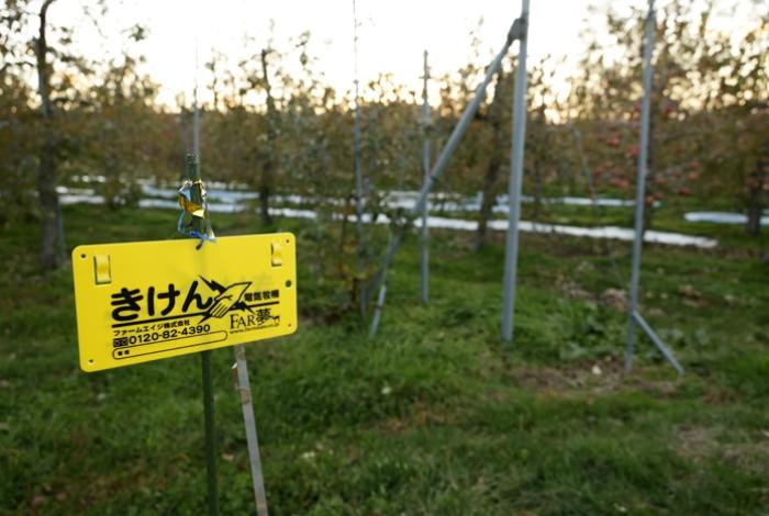 ¡Alerta en Japón! Cierran casi 100 escuelas por un oso que acecha las calles