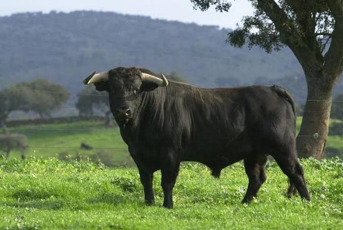 Alertan animalistas de carnicería pública, prevista en Paracho, este Corpus Christi