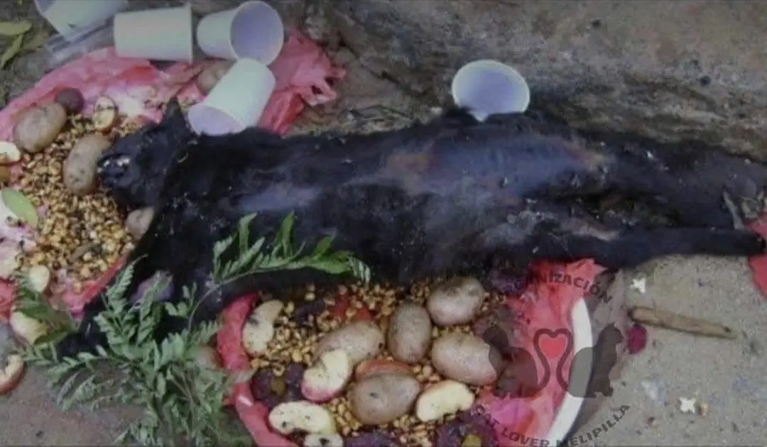 Alertan por posibles rituales con animales en Michoacán