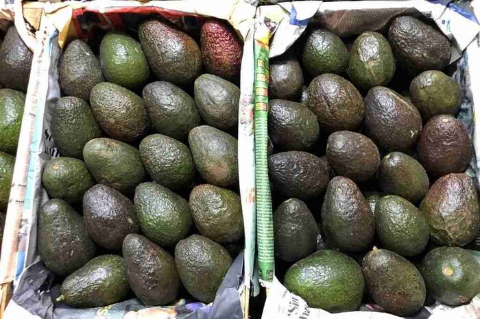 AMLO asegura pronto se resolverá problema de exportación de aguacate; Nayarit busca exportar a Estados Unidos