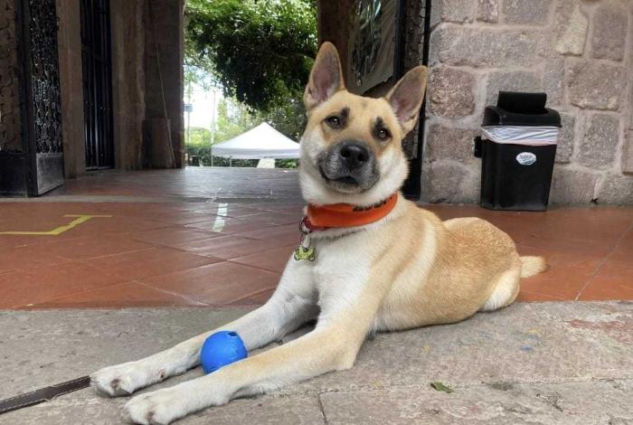 Amor, vacunas y adopciones: Morelia vivirá un fin de semana peludo con Rescatistas Independientes de Michoacán