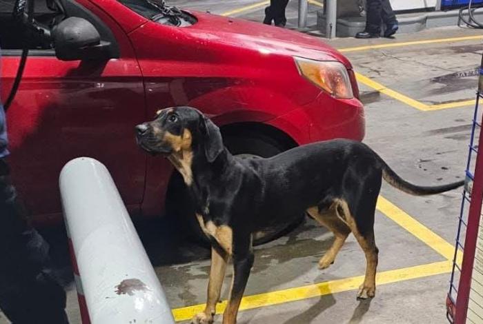 Animalistas aplauden avances en combate al maltrato animal en Michoacán