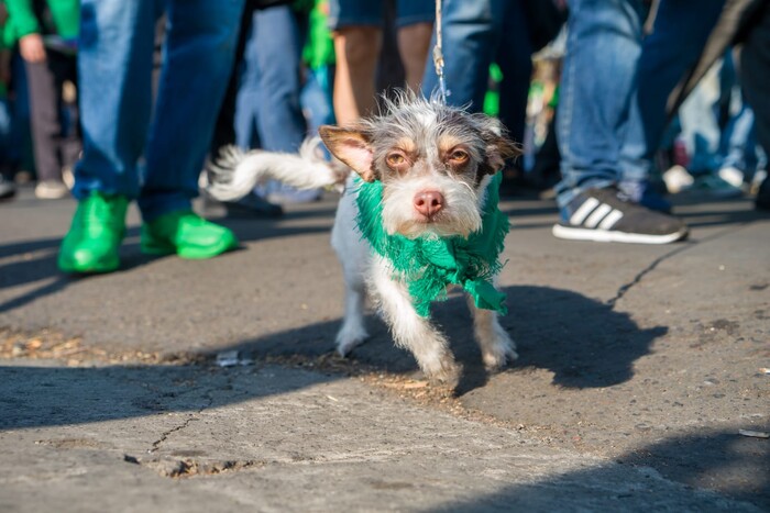 Anuncian Caminata Canina para visibilizar derechos de los animales no humanos