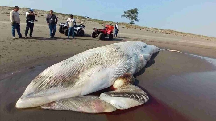 Aparece muerta ballena de 12 metros en playas de Veracruz