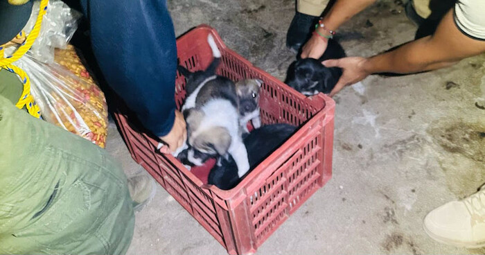 Apatzingán: En cateo, asegura FGE cinco cachorros en condiciones de maltrato animal