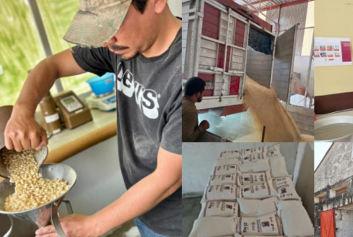 Aperturarán 16 centros de acopio de maíz en 18 municipios de Michoacán como avance de alimentación para el Bienestar