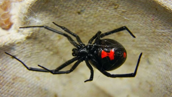 Araña Viuda Negra: estos son los lugares más comunes en lo que puede esconderse