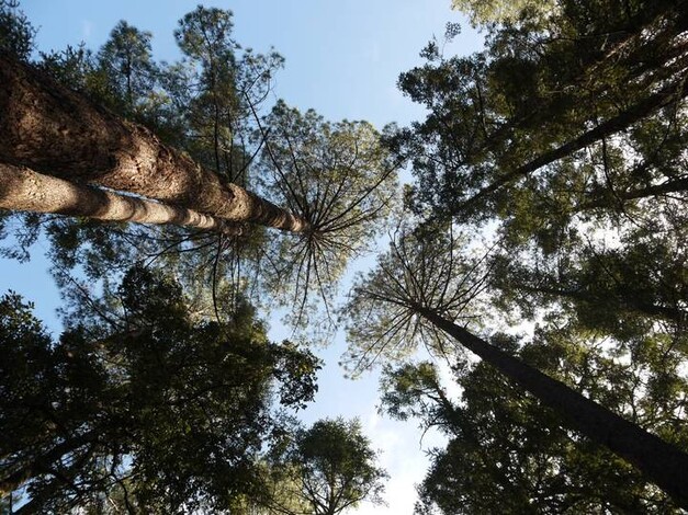 Asegura Ayuntamiento de Morelia que no invade ningún árena natural protegida