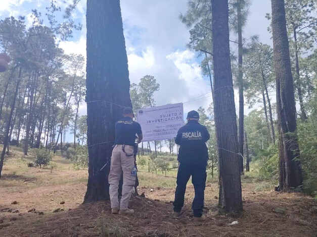 Asegura FGE predio relacionado con plantación de aguacate ilegal