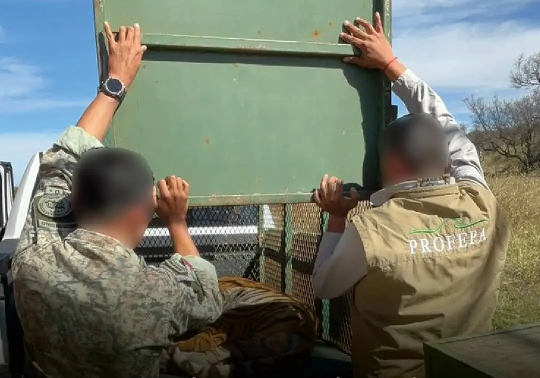 Aseguran autoridades felinos en operativo en Jiquilpan