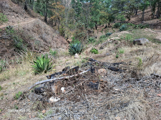 Aseguran plantación ilegal de maguey