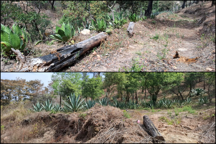 Aseguran predio con magueyes en Morelia;  no contaba con permiso para cambio de uso de suelo