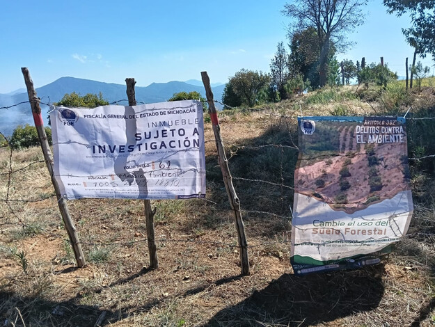 Aseguran predio relacionado en tala y cultivo ilegal de aguacate