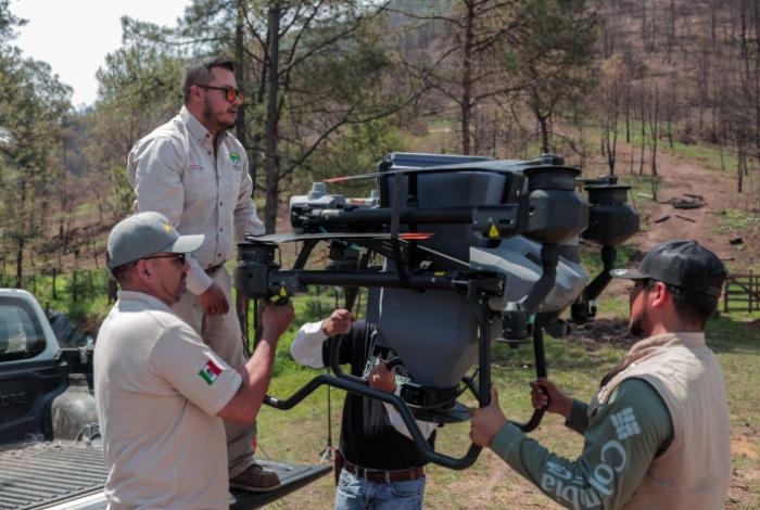 Así es la innovadora técnica de reforestación con drones para recuperar bosques michoacanos: Secma