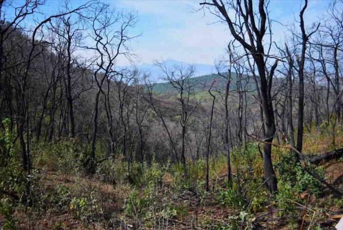 Así prepara la Cofom los suelos dañados por incendios antes de reforestar