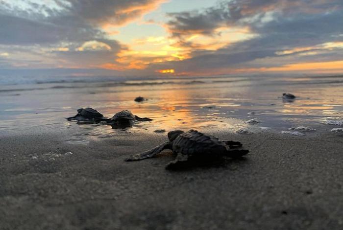 Así puedes liberar tortugas en las playas de Michoacán; 5 millones nacen cada temporada