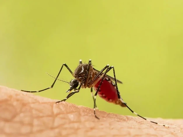 Así se siente el dengue grave; SSM brinda atención gratuita