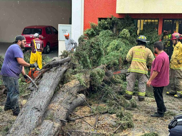 Atiende gobierno de Morelia de manera inmediata, caída de árbol en la calle Manuel Tolsa