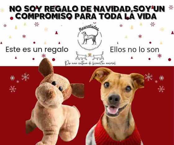 Aumenta 50% reportes de abandono de perros y gatos tras las fiestas: un regalo que termina en la calle: Rescatistas Independientes