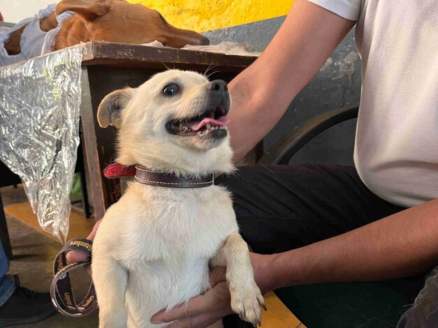 Aumentan un 70% los reportes de perros y gatos extraviados por los estragos de la pirotecnia