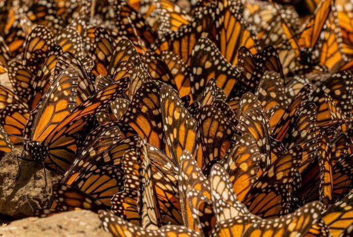 ¡Aún hay oportunidad para visitar los santuarios de la Mariposa Monarca! #GaleríaFotográfica