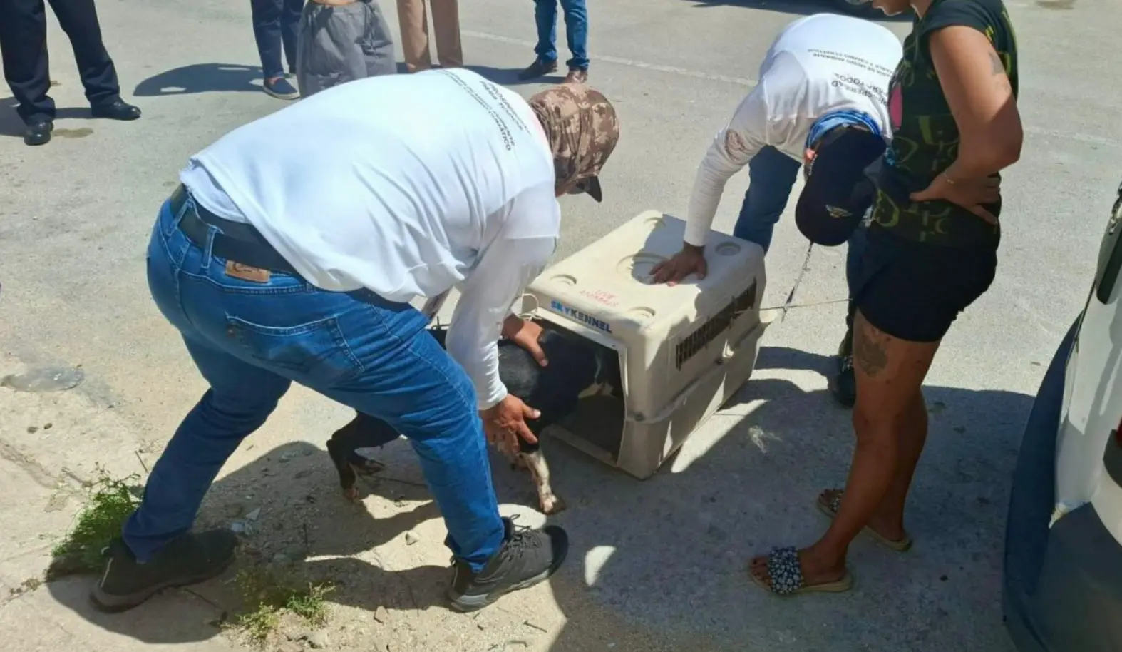 Autoridades de Playa del Carmen rescatan a perrita que era arrastrada por mototaxi