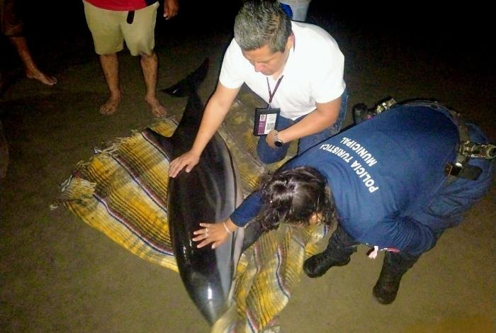 Auxilian a delfín varado en Playa Tortuga, Lázaro Cárdenas