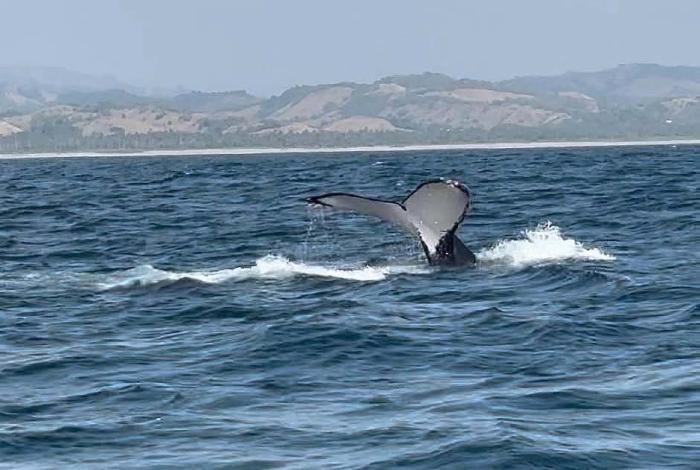 Avistamiento de ballenas en Michoacán será bajo norma oficial de Semarnat: Bedolla