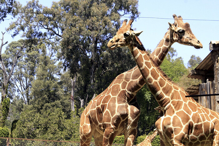 Baja de 60% en afluencia de visitantes pone en apuros financieros al Zoológico de Morelia