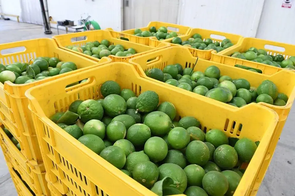 Baja de precio del limón, por incremento de producción en Michoacán y Colima: Bedolla