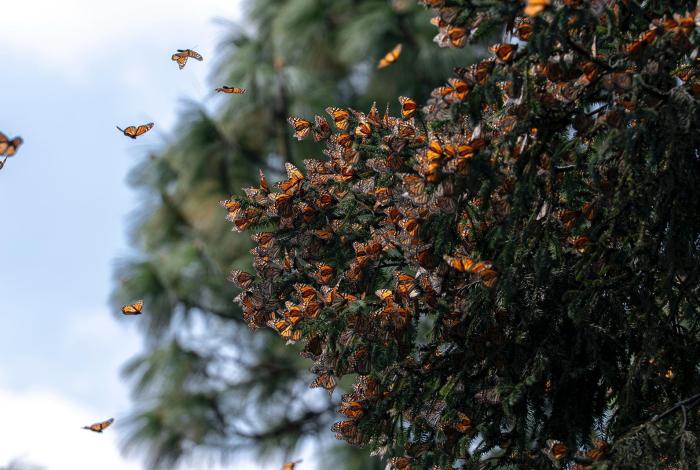 Bedolla celebra incremento del 64% en la migración de la Mariposa Monarca