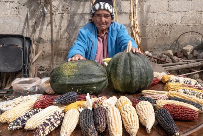 Beneficia agricultura a 2 millones de beneficiarios de Producción para el Bienestar en 2025