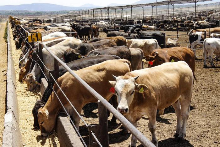 Berdegué supervisa plan contra gusano barrenador en Chiapas