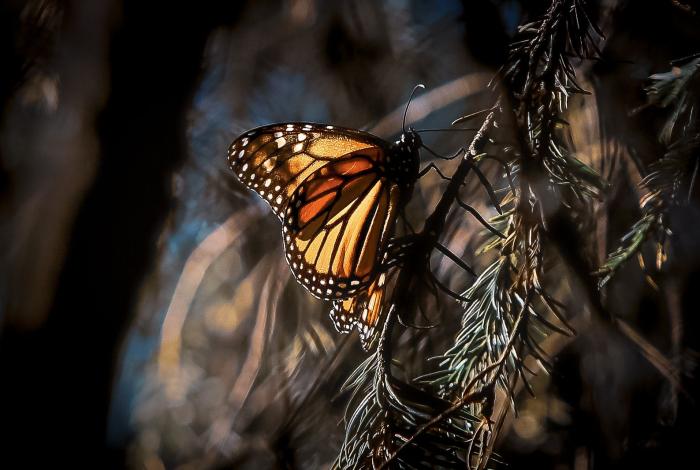 Biosfera de la Monarca, un tesoro natural que cumple 17 años como Patrimonio Mundial